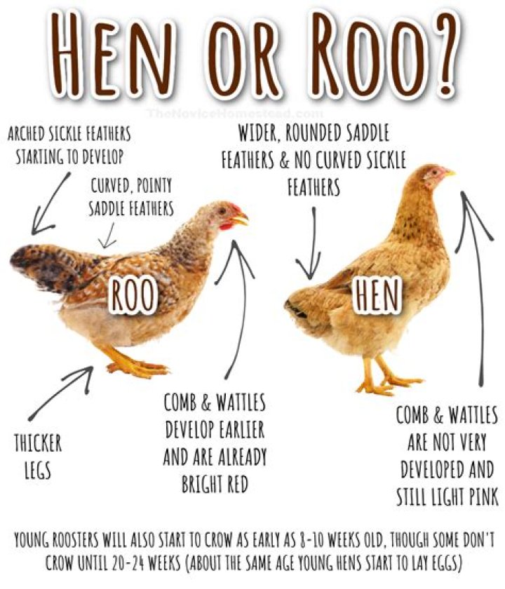 Why do roosters stomp their feet at hens?