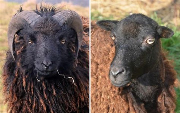 Why do sheep stand still in rain?