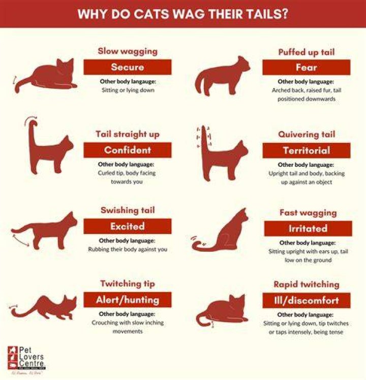 Why do some cats never get along?