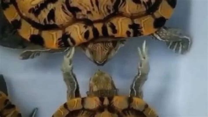 Why do turtles hit each other in the face?