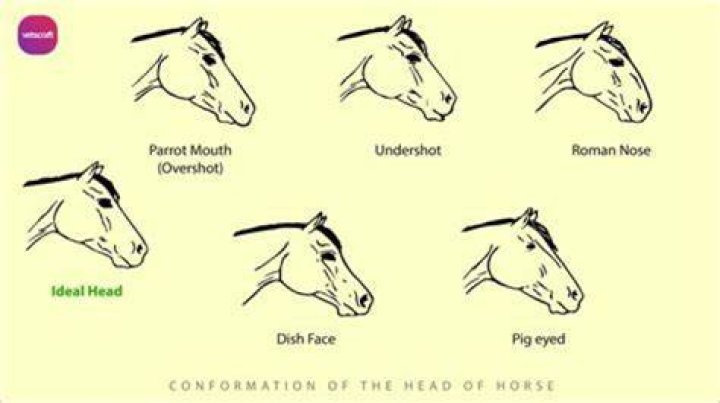 Why does a horse throw its head?