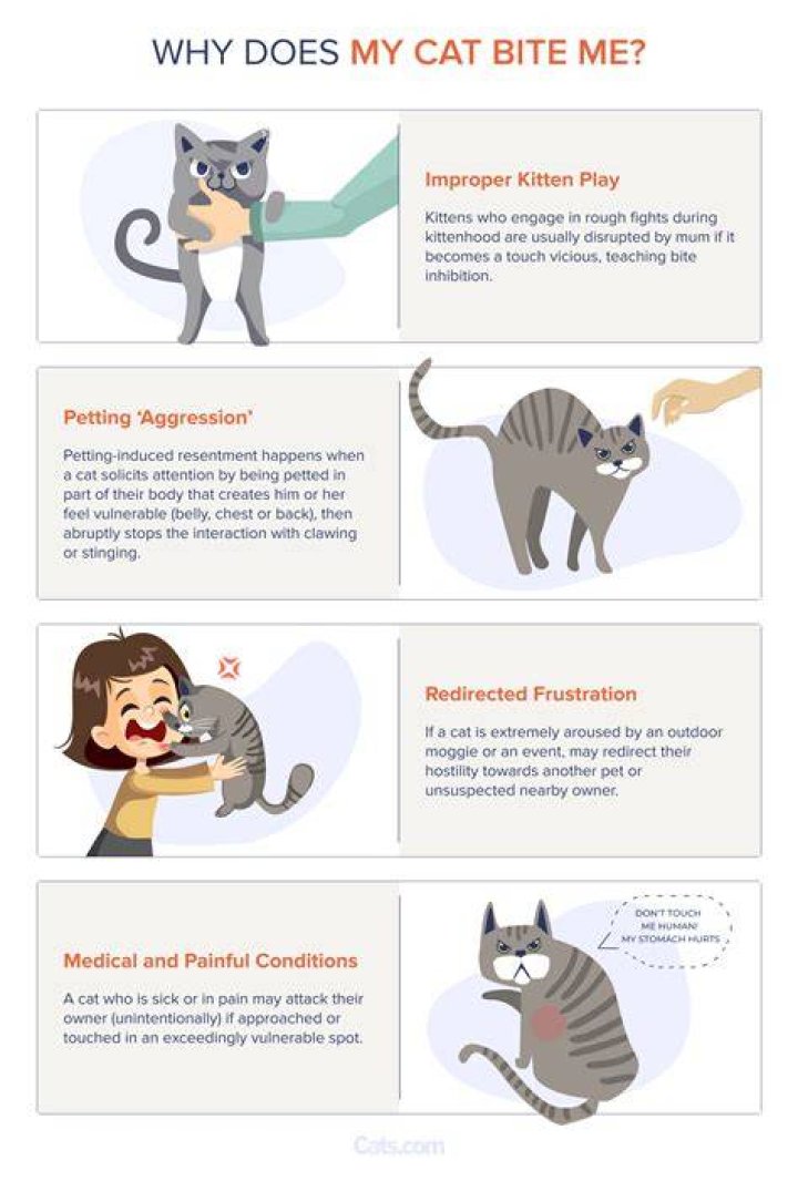 Why does my cat chase me and bite me?