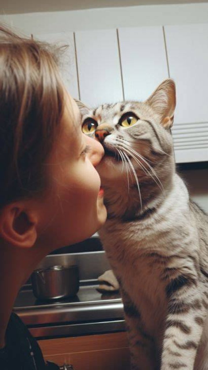 Why does my cat headbutt me then bite me?