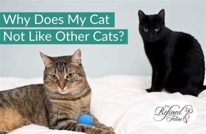 Why does my cat not like my girlfriend?