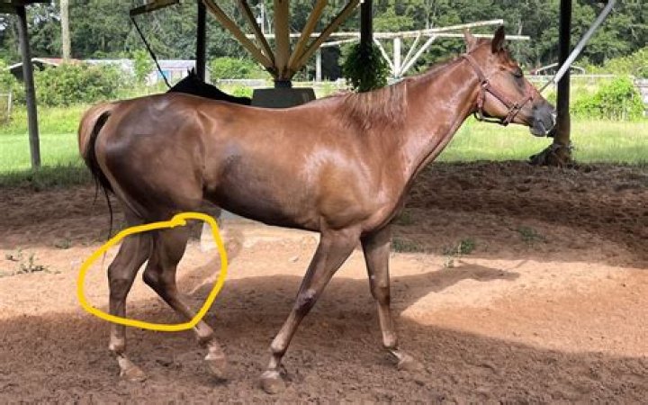 Why does my horse walk behind me?