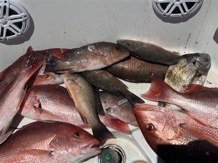 Why does my new bag smell like fish?