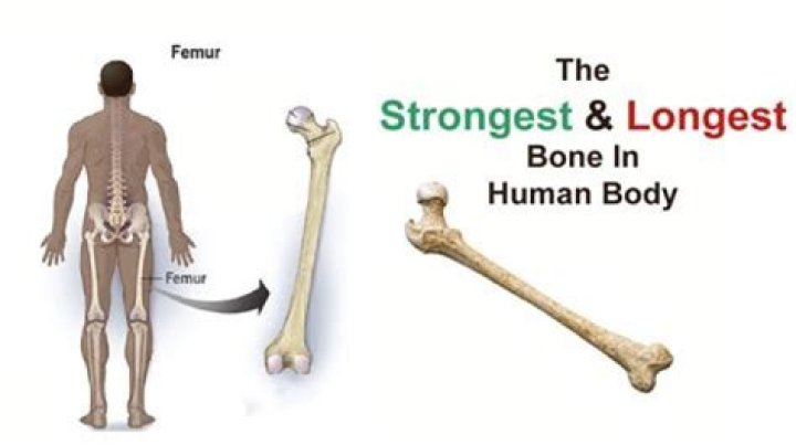 Why femur is the strongest bone?