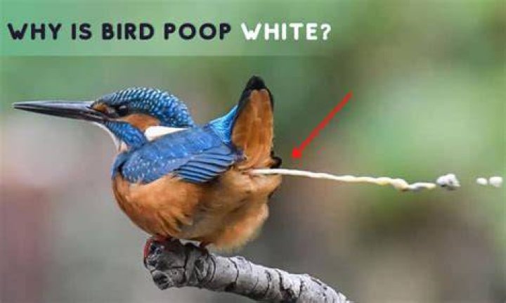 Why is bird poop white?