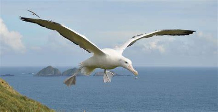 Why is it called a albatross in golf?