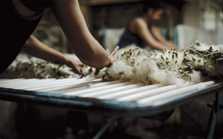 Why is merino wool good?