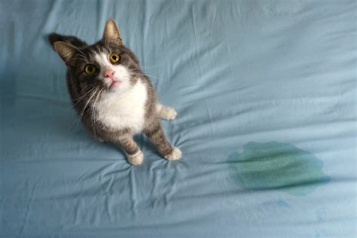 Why is my cat peeing on the carpet?