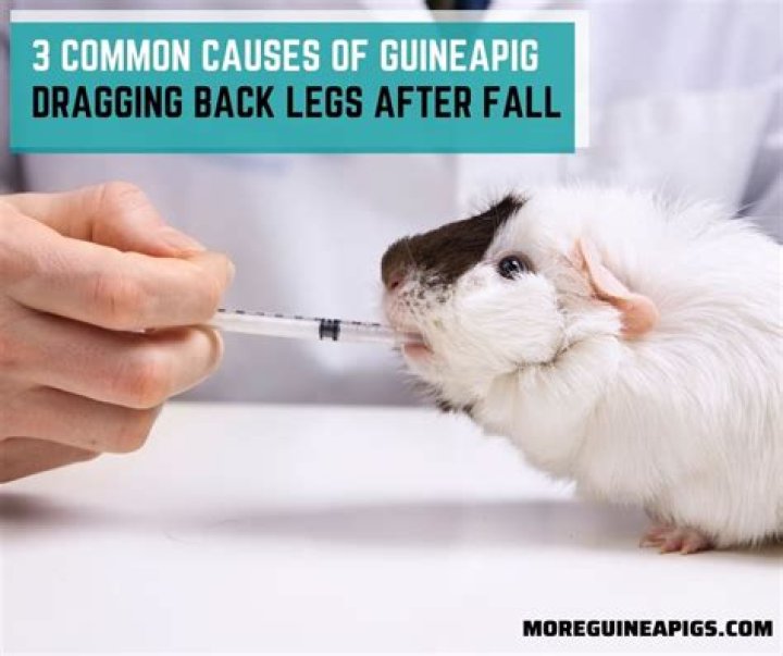 Why is my guinea pig dragging his back legs?