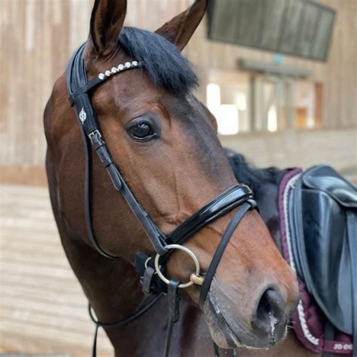 Why is my horse shaking?