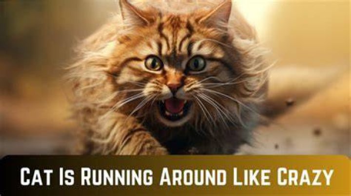 Why is my old cat running around like a maniac?