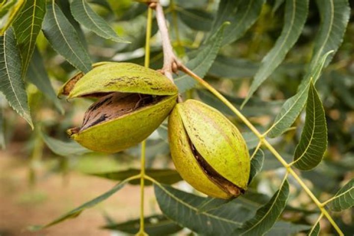 Why is my pecan tree dropping green pecans?
