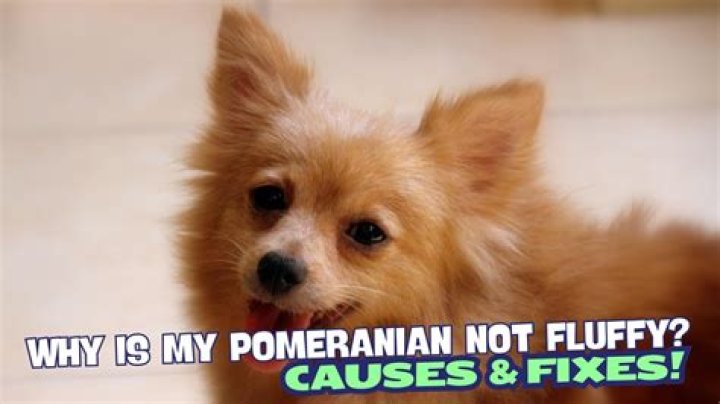 Why is my Pomeranian not fluffy?