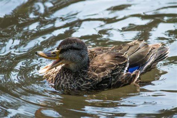 Why is no runs called a duck?