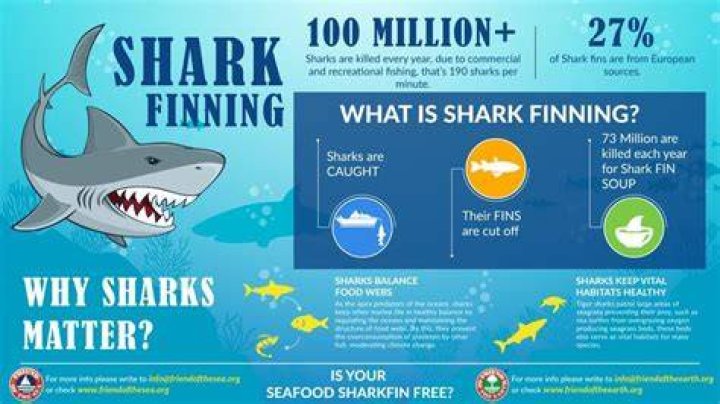 Why is shark finning illegal?