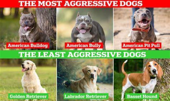 Why would a puppy be aggressive?