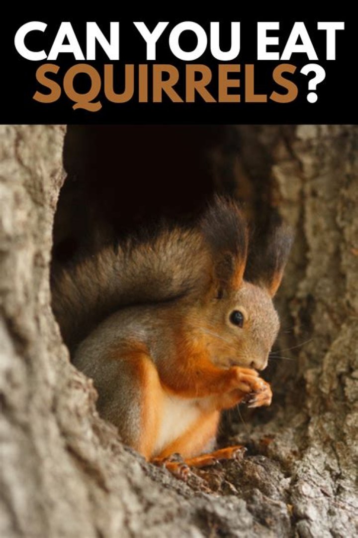 Why you should not feed squirrels?
