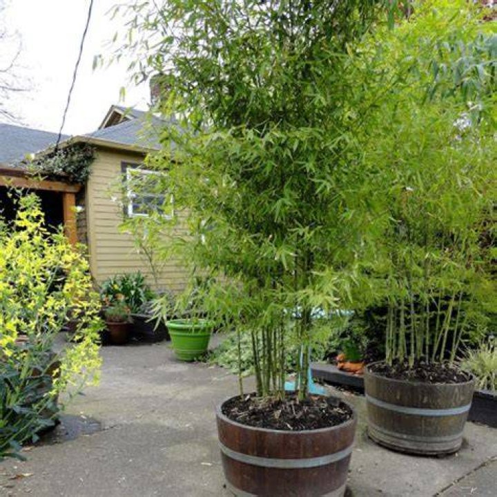 Why you shouldn't plant bamboo in your yard?