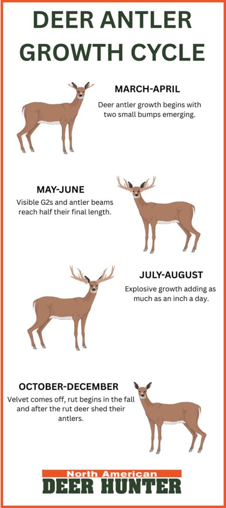 Will antlers grow back?