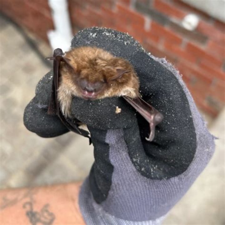 Will bats come back after exclusion?