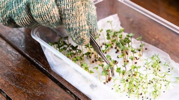 Will Bermuda seed germinate on top of soil?