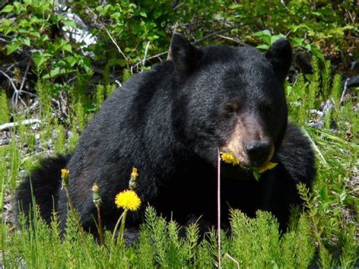 Will black bears eat you?