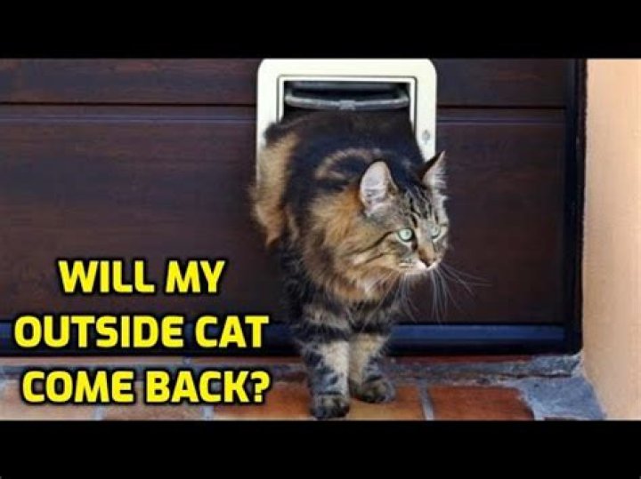 Will my cat come back if I let it outside?