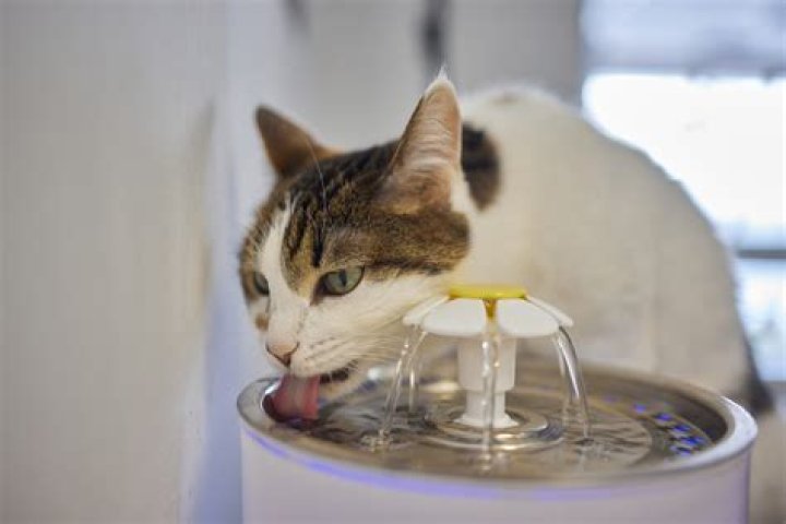 Will my cat get depressed if I travel?