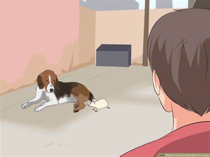 Will rat poop hurt a dog?