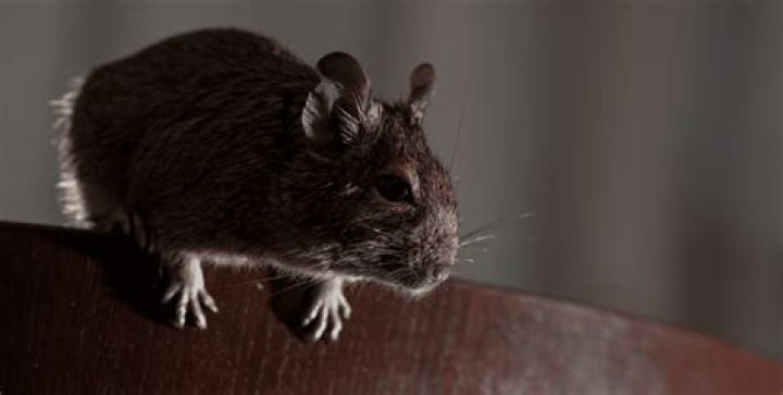 Will rats drink antifreeze?