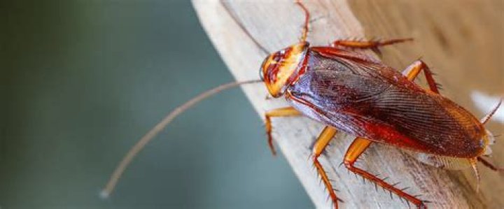 Will roaches get in your bed?