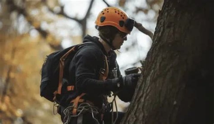 Will the fire department get a drone out of a tree?