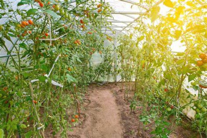 Will tomatoes grow in a shaded greenhouse?